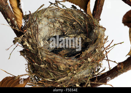 Dead cardellino pulcino nel nido abbandonati Foto Stock