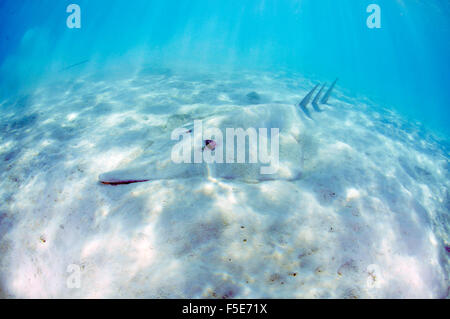 Giant shovelnose ray, Glaucostegus typus, noto anche come shovelnose guitarfish, l'Isola Heron, della Grande Barriera Corallina, Australia Foto Stock