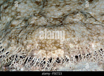 Dettaglio della bocca di un tasselled wobbegong shark, Eucrossorhinus dasypogon, l'Isola Heron, della Grande Barriera Corallina, Australia Foto Stock