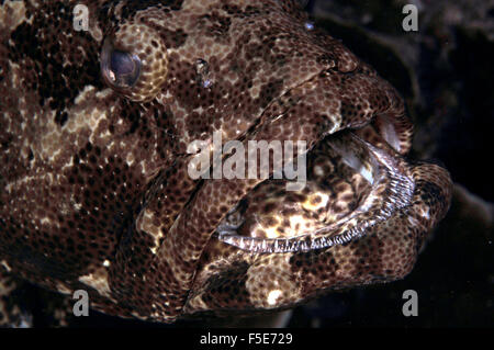 Gigante o Queensland cernia Epinephelus lanceolatus, close-up, l'Isola Heron, della Grande Barriera Corallina, Australia Foto Stock