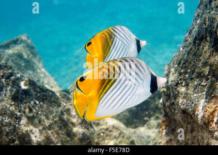 Coppia di threadfin butterflyfish, Chaetodon auriga, Waiopae pozze di marea, Kapoho, Big Island, Hawaii, STATI UNITI D'AMERICA Foto Stock