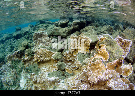 Coral reef a Waiopae pozze di marea, Kapoho, Big Island, Hawaii, STATI UNITI D'AMERICA Foto Stock