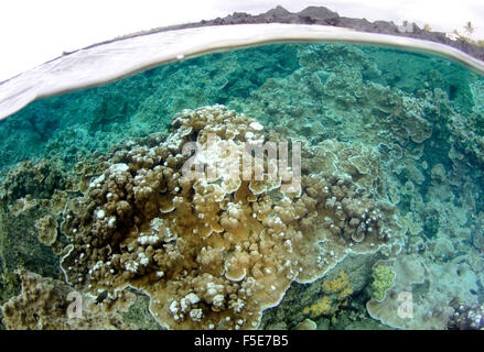 Coral reef a Waiopae pozze di marea, Kapoho, Big Island, Hawaii, STATI UNITI D'AMERICA Foto Stock