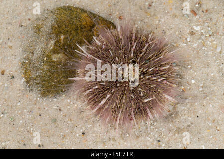 Il verde dei ricci di mare, settentrionale dei ricci di mare, mare uovo, Rundstacheliger Seeigel, Grüner Seeigel, Strongylocentrotus droebachiensis Foto Stock