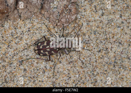 Tiger Beetle, Sandlaufkäfer, Sand-Laufkäfer, Lophyra flexuosa, Cicindela flexuosa, Cicindelidae, Tiger coleotteri Foto Stock