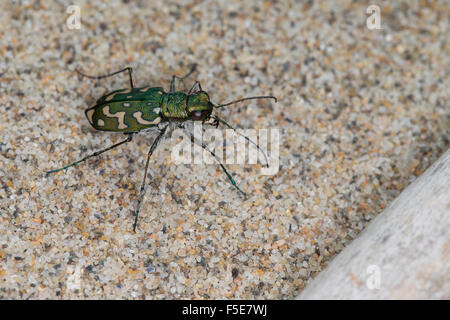 Tiger Beetle, Sandlaufkäfer, Sand-Laufkäfer, Lophyra flexuosa, Cicindela flexuosa, Cicindelidae, Tiger coleotteri Foto Stock