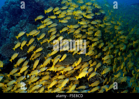 Scuola di francese grugniti, Haemulon flavolineatus, Seche Croissant, Noumea, Nuova Caledonia Foto Stock