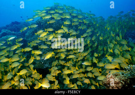 Scuola di francese grugniti, Haemulon flavolineatus, Seche Croissant, Noumea, Nuova Caledonia Foto Stock