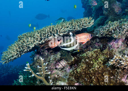 Pennant bannerfish, Heniochus Crisostomo, e brownspot squirrelfish, Sargocentron praslin, in Coral reef, Noumea NUOVA Caledoni Foto Stock