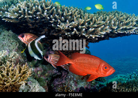 Pennant bannerfish, Heniochus Crisostomo, brownspot squirrelfish, Sargocentron praslin e goggle-eye, Priacanthus hamrur Foto Stock