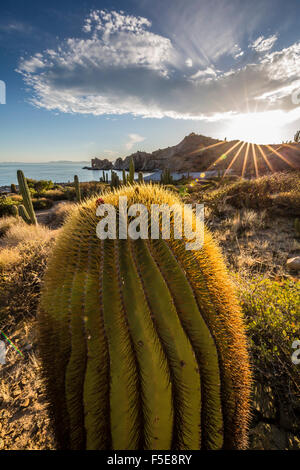 Tramonto su un gigante endemica barrel cactus (Ferocactus diguetii) su Isla Santa Catalina, Baja California Sur, Messico Foto Stock