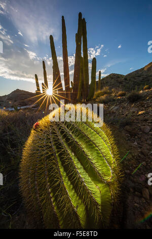 Tramonto su un gigante endemica barrel cactus (Ferocactus diguetii) su Isla Santa Catalina, Baja California Sur, Messico Foto Stock