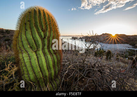 Tramonto su un gigante endemica barrel cactus (Ferocactus diguetii) su Isla Santa Catalina, Baja California Sur, Messico Foto Stock