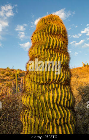 Il gigante endemica barrel cactus (Ferocactus diguetii) su Isla Santa Catalina, Baja California Sur, Messico, America del Nord Foto Stock