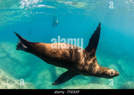 Adulto di leoni marini della California (Zalophus californianus) sott'acqua a Los Islotes, Baja California Sur, Messico, America del Nord Foto Stock