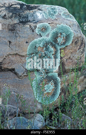 Blu chiaro / verde lichene, specie Xanthoparmelia, cresce anche su roccia in Flinders Ranges in outback Australia del Sud Foto Stock