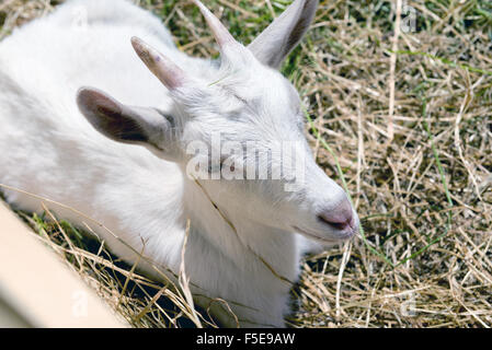Giovane capra mangia fieno in un recinto per bestiame Foto Stock