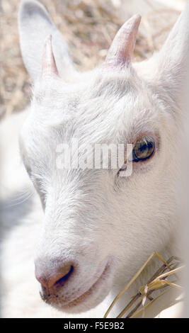 Giovane capra mangia fieno in un recinto per bestiame Foto Stock