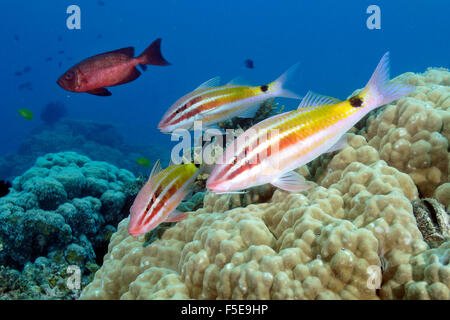 Blacksaddle goatfish, Parupeneus spilurus, in una barriera corallina, Seche Croissant, Noumea, Nuova Caledonia Foto Stock