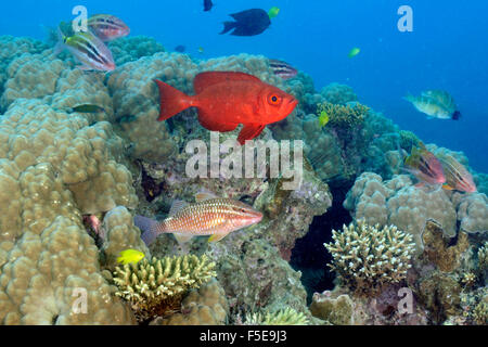 Blacksaddle goatfish, Parupeneus spilurus e goggle-eye, Priacanthus hamrur, in una barriera corallina, Seche Croissant, Noumea, Nuova cal Foto Stock