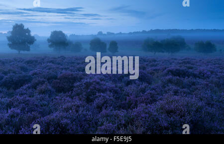 Una vista della bella brughiera con intensi colori heather a Westleton Heath, Suffolk, Inghilterra, Regno Unito, Europa Foto Stock