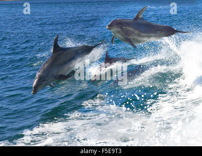 Pod di giocosi delfini tursiopi che si riversano nella regione giocando sulle barche a poppa risvegliano nella Baia delle Isole, Northland, Nuova Zelanda Foto Stock