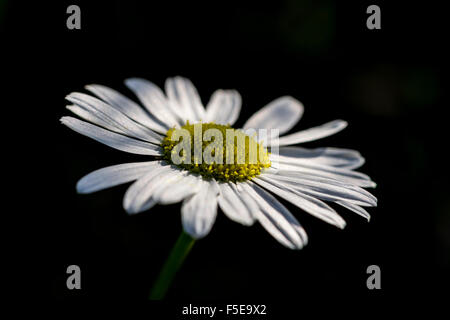 Senza profumo mayweed Matricaria maritima Foto Stock