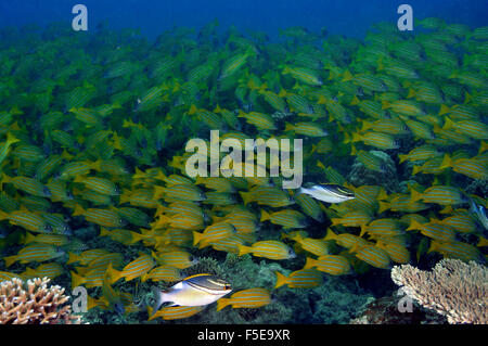 Scuola di francese grugniti, Haemulon flavolineatus, Seche Croissant, Noumea, Nuova Caledonia Foto Stock