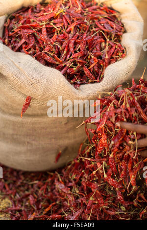 Peperoncini secchi, Sri Lanka, Asia Foto Stock