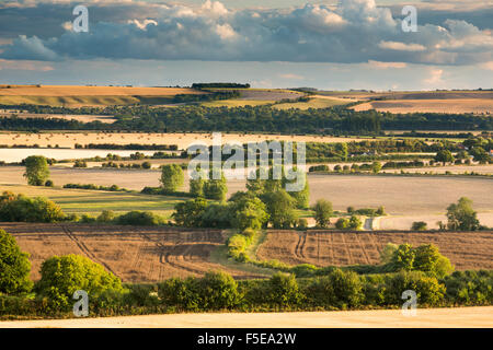 Wittenham Clumps, Thames Valley, Oxfordshire, England, Regno Unito, Europa Foto Stock