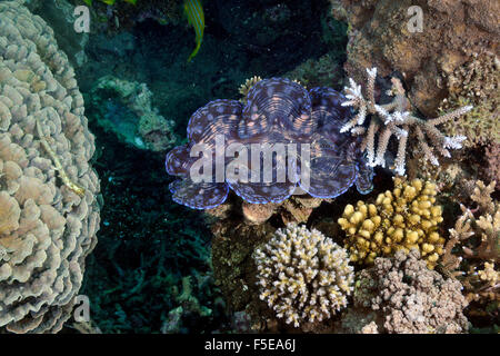 Vongola gigante, Tridacna maxima, in una barriera corallina a Seche Croissant, Noumea, Nuova Caledonia Foto Stock