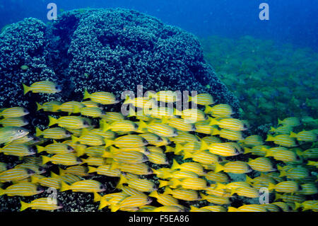 Scuola di francese grugniti, Haemulon flavolineatus, nuotare da una barriera corallina, Seche Croissant, Noumea, Nuova Caledonia Foto Stock