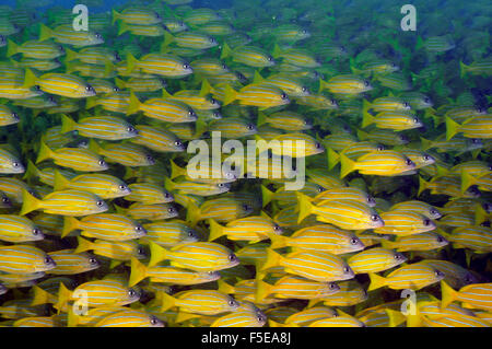 Scuola di francese grugniti, Haemulon flavolineatus, Seche Croissant, Noumea, Nuova Caledonia Foto Stock