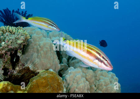 Blacksaddle goatfish, Parupeneus spilurus, in una barriera corallina, Seche Croissant, Noumea, Nuova Caledonia Foto Stock