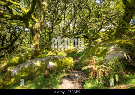 Wistman il legno, antico bosco di querce, Dartmoor Devon, Inghilterra, Regno Unito, Europa Foto Stock