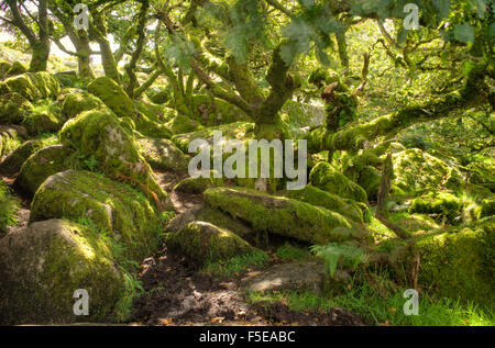 Wistman il legno, antico bosco di querce, Dartmoor Devon, Inghilterra, Regno Unito, Europa Foto Stock