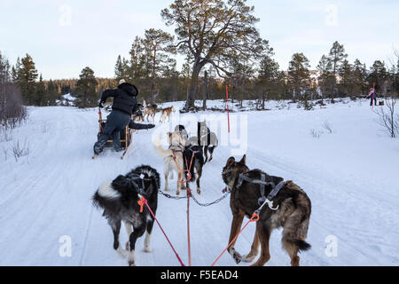 Dogsledding nel paesaggio innevato, il Trondelag, Norvegia, Scandinavia, Europa Foto Stock