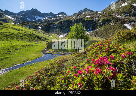 Rododendri e lago Porcile, Tartano Valley, Alpi Orobie, Lombardia, Italia, Europa Foto Stock