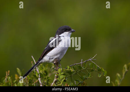 Shrike fiscale (politica fiscale) (Lanius collaris), Addo Elephant National Park, Sud Africa e Africa Foto Stock