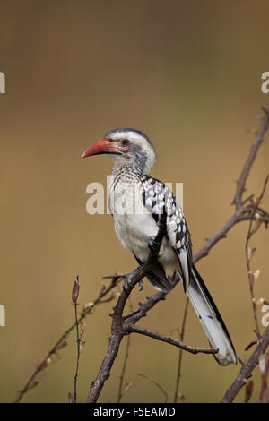 Rosso del sud-fatturati hornbill (Tockus rufirostris), Kruger National Park, Sud Africa e Africa Foto Stock
