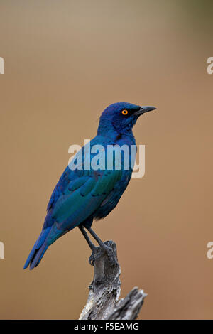 Maggiore blu-eared glossy starling (Lamprotornis chalybaeus), Kruger National Park, Sud Africa e Africa Foto Stock