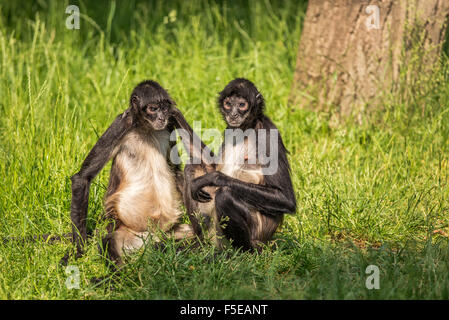 Due Geoffroy di scimmie ragno (Ateles geoffroyi), noto anche come black-consegnato spider monkey Foto Stock