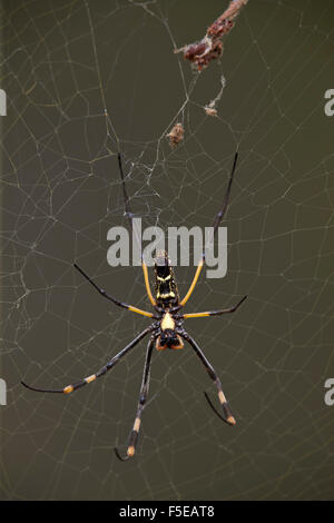 Nastrare zampe golden orb spider (Nephila senegalensis), femmina, Kruger National Park, Sud Africa e Africa Foto Stock