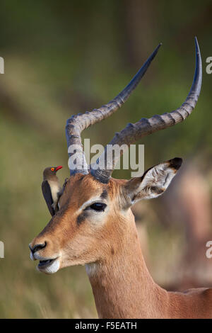 Impala (Aepyceros melampus) con un rosso-fatturati oxpecker (Buphagus erythrorhynchus), Kruger National Park, Sud Africa e Africa Foto Stock