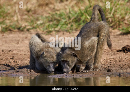 Due Chacma baboon (Papio ursinus) bere, Kruger National Park, Sud Africa e Africa Foto Stock