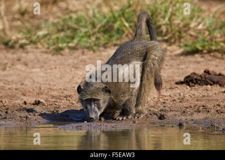 Chacma baboon (Papio ursinus) bere, Kruger National Park, Sud Africa e Africa Foto Stock