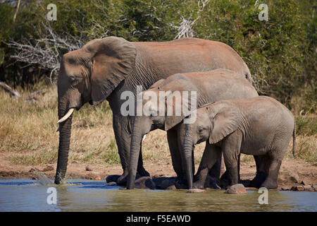 Tre dell' elefante africano (Loxodonta africana) bere, Kruger National Park, Sud Africa e Africa Foto Stock