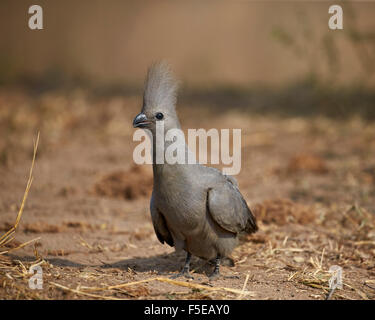 Grigio lourie (go-lontano uccello) (Corythaixoides concolor), Kruger National Park, Sud Africa e Africa Foto Stock