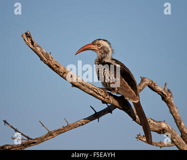 Rosso del sud-fatturati hornbill (Tockus rufirostris), Kruger National Park, Sud Africa e Africa Foto Stock