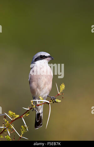 Red-backed shrike (Lanius collurio), Kruger National Park, Sud Africa e Africa Foto Stock